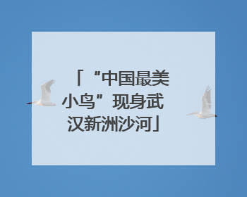 “中国最美小鸟”现身武汉新洲沙河