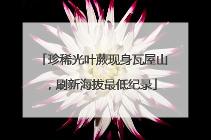 珍稀光叶蕨现身瓦屋山，刷新海拔最低纪录