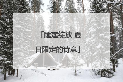睡莲绽放 夏日限定的诗意