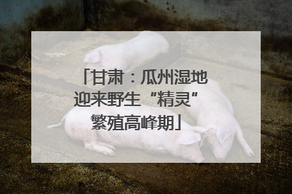 甘肃：瓜州湿地迎来野生“精灵”繁殖高峰期
