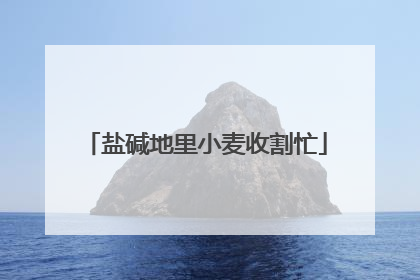 盐碱地里小麦收割忙