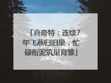 真奇特：连续7年飞燕归旧巢，忙碌衔泥筑巢育雏