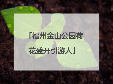 福州金山公园荷花盛开引游人