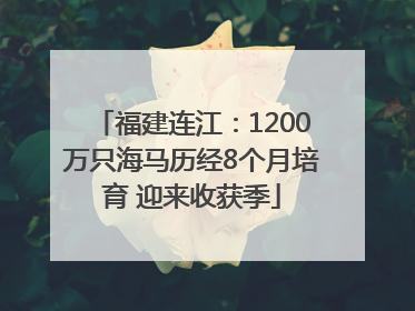 福建连江：1200万只海马历经8个月培育 迎来收获季