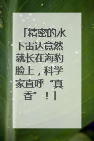 精密的水下雷达竟然就长在海豹脸上，科学家直呼“真香”！