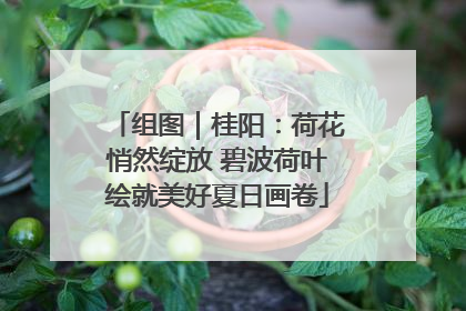 组图｜桂阳：荷花悄然绽放 碧波荷叶绘就美好夏日画卷