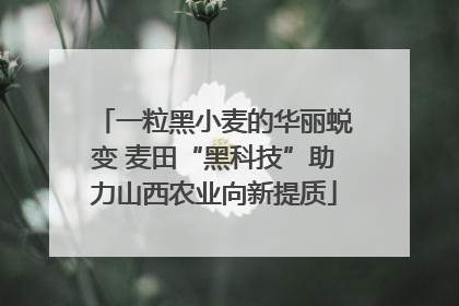 一粒黑小麦的华丽蜕变 麦田“黑科技”助力山西农业向新提质