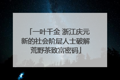 一叶千金 浙江庆元新的社会阶层人士破解荒野茶致富密码