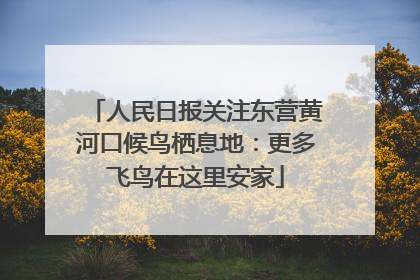 人民日报关注东营黄河口候鸟栖息地：更多飞鸟在这里安家