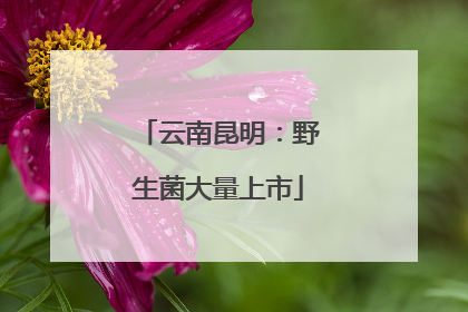 云南昆明：野生菌大量上市