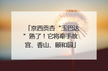 京西贡杏“玉巴达”熟了！它将牵手故宫、香山、颐和园