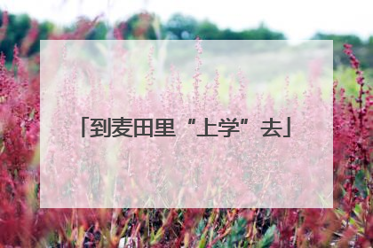 到麦田里“上学”去