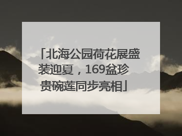北海公园荷花展盛装迎夏，169盆珍贵碗莲同步亮相