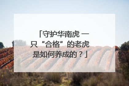 守护华南虎 一只“合格”的老虎是如何养成的？