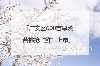广安区600亩早熟黄桃抢“鲜”上市