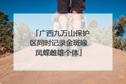 广西九万山保护区同时记录金斑喙凤蝶雌雄个体