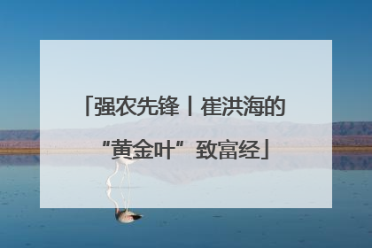 强农先锋丨崔洪海的“黄金叶”致富经