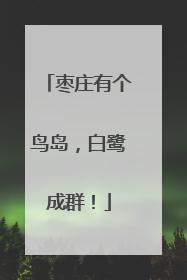 枣庄有个鸟岛，白鹭成群！