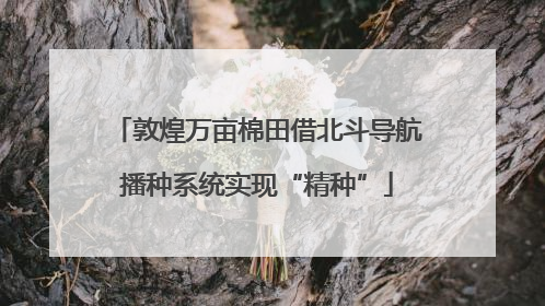 敦煌万亩棉田借北斗导航播种系统实现“精种”
