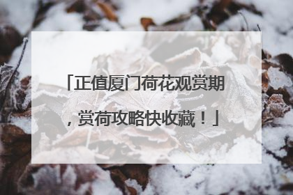 正值厦门荷花观赏期，赏荷攻略快收藏！