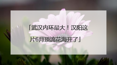 武汉内环最大！汉阳这片6月顶流花海开了