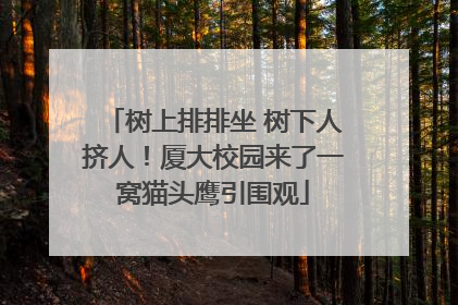 树上排排坐 树下人挤人！厦大校园来了一窝猫头鹰引围观