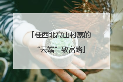 桂西北高山村寨的“云端”致富路