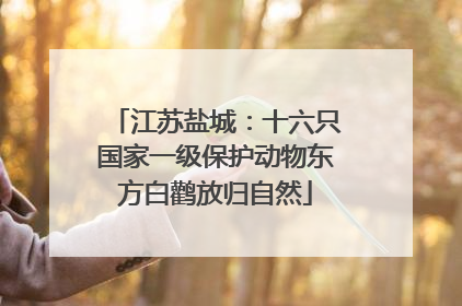 江苏盐城：十六只国家一级保护动物东方白鹳放归自然