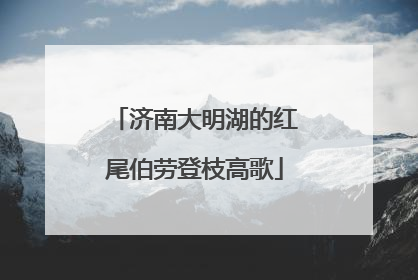 济南大明湖的红尾伯劳登枝高歌