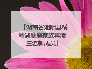 湖南省湘阴县横岭湖麋鹿家族再添三名新成员