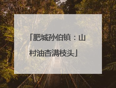 肥城孙伯镇：山村油杏满枝头