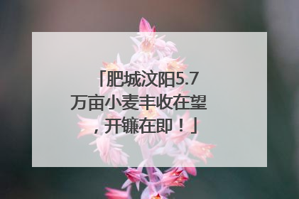 肥城汶阳5.7万亩小麦丰收在望，开镰在即！