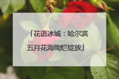 花语冰城：哈尔滨五月花海绚烂绽放