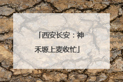 西安长安：神禾塬上麦收忙