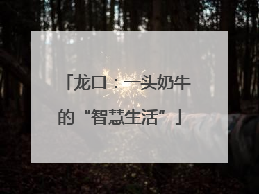 龙口：一头奶牛的“智慧生活”