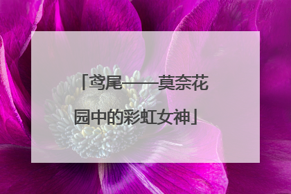 鸢尾——莫奈花园中的彩虹女神