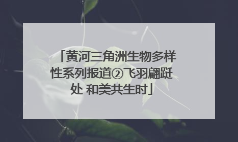 黄河三角洲生物多样性系列报道②飞羽翩跹处 和美共生时