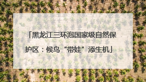 黑龙江三环泡国家级自然保护区：候鸟“带娃”添生机