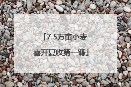 7.5万亩小麦喜开夏收第一镰