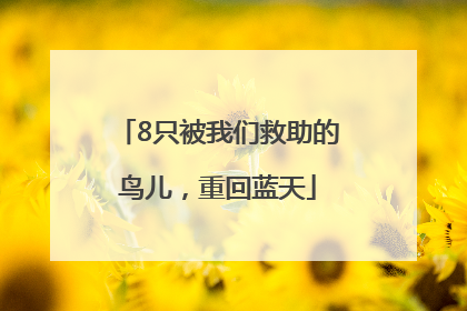 8只被我们救助的鸟儿，重回蓝天